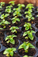 A huge number of small green seedlings of various plants growing in the greenhouse