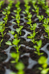 A huge number of small green seedlings of various plants growing in the greenhouse