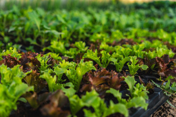 Close-up of lots of green lettuce seedlings growing in a greenhouse