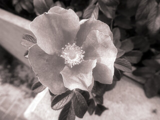 Wild Rose in Winter