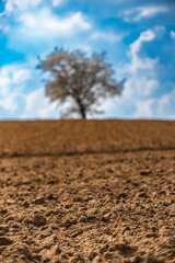 Single tree covered with flowers on a hill in a ploughed field