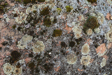 Close-up of mosses and lichens growing on the stone