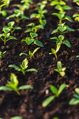 A huge number of small green seedlings of various plants growing in the greenhouse