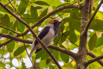 A male Bearded Bellbird sitting up in the tree canopy of the northern Trinidad forest and showing its extensive wattling