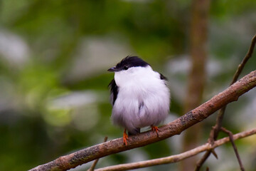 A White-bearded Manakin sitting up on a small branch in the understory of the forest in northern...