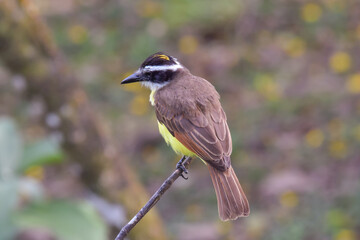 A close up rear view of a Great Kiskadee sitting up on the tip of a narrow branch