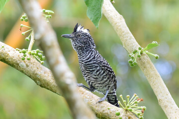 A male Barred Antshrike perched amongst branches and berries in the forest of northern Trinidad