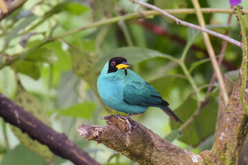 A colorful male Green Honeycreeper perched out on a broken branch n the forest of northern Trinidad