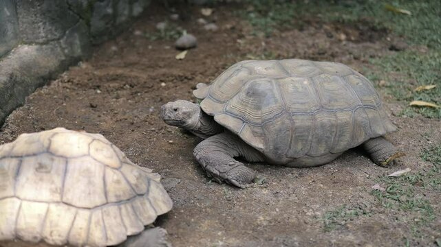 Footage of Two Aldabra giant tortoises on the ground