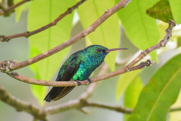 A Blue-chinned Sapphire hummingbird sitting up on a narrow branch in the forest understory in northern Trinidad