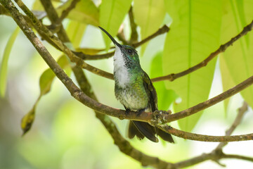 A White-chested Emerald hummingbird sitting up on a narrow branch in the forest understory in northern Trinidad