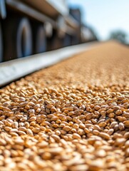 Obraz premium Close-up of truck bed filled with harvested wheat grains at golden hour in rural farmland location