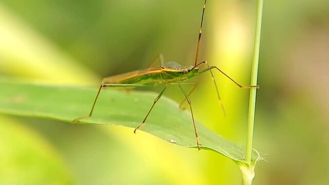 The brown planthopper (Leptocorisa oratorius Fabricius, (Hemiptera: Alydidae); syn. Leptocorisa acuta) is an insect that is an important pest of cultivated plants, especially rice.