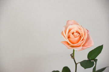 コーラルピンクのばら