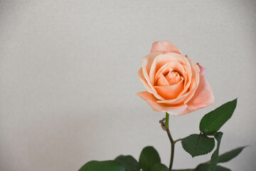 コーラルピンクのばら