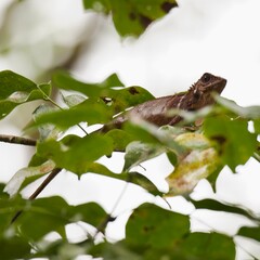 Gonocephalus chamaeleontinus, blue eyes devil