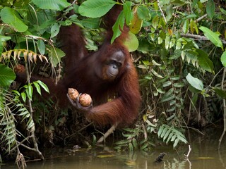 Orangutan