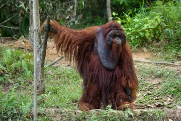 Orangutan
