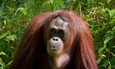 Orangutan