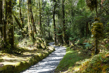 Nature of the walk at Lake Matheson in New Zealand