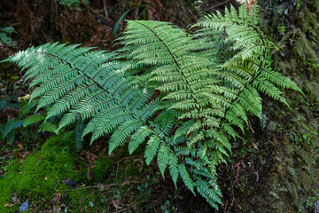 Fern leaf close up on the walk of Lake Matheson in New Zealand