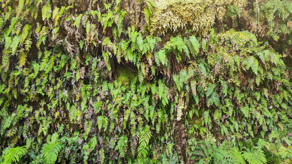 Leaf nature close up for background
