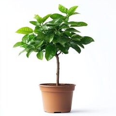 Fototapeta premium Small Potted Plant with Lush Green Foliage on White Background