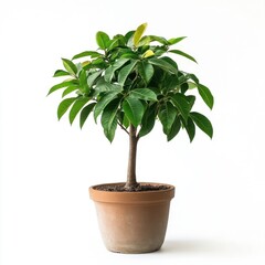 Obraz premium Small Potted Tree with Lush Green Foliage Against White Background