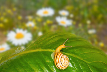 closeup grape snail sit on leaf  among flowers