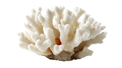 a white coral with a red spot on it
