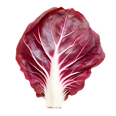fresh green radicchio leaf 