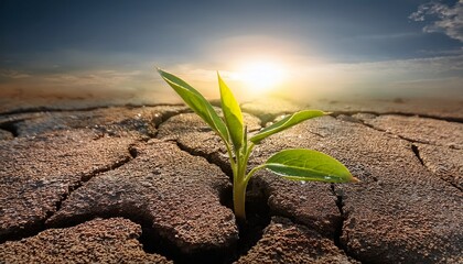 growth through the cracks