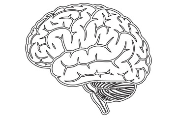 Detailed Line Drawing of a Human Brain
