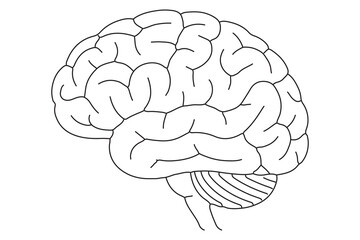 Detailed Line Drawing of a Human Brain
