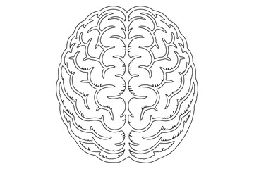 Detailed Line Drawing of a Human Brain
