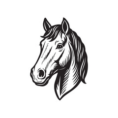 horse head vector image