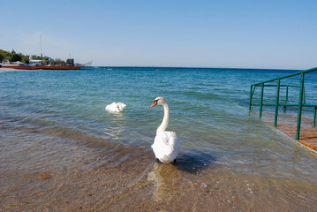 White swans in the Black Sea.
On the beaches of Odessa, white swans swim near the shore.