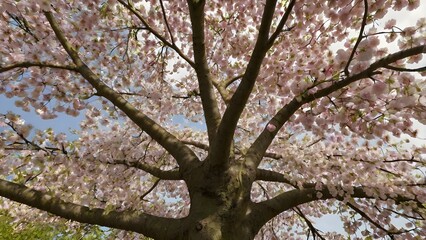 cherry blossom in spring