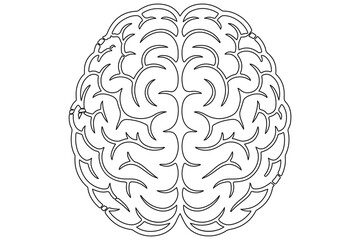 Detailed Line Drawing of a Human Brain
