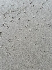 Traces of seagulls birds on clean wet sand on the beach, Atlantic coast. Portugal in cloudy weather. Rain, retreat, peace, camping, nature, wildlife texture pattern