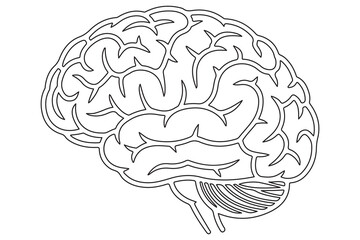 Detailed Line Drawing of a Human Brain
