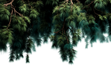 Lush green pine branches creating a serene atmosphere
