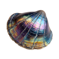 Small Dome Shaped Limpet Shell With Rainbow  isolated on a transparent backgroun