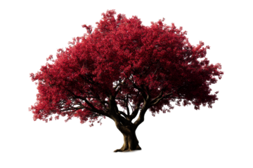 Vibrant red tree with a wide canopy on a transparent background