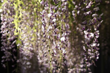Obraz premium 藤の花（wisteria flowers）2025 japan 
