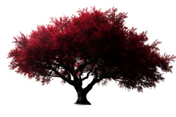 A large red tree displays its vibrant foliage