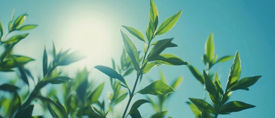 Naklejka premium Fresh green leaves reaching up to the sun against a clear blue sky low angle nature photography
