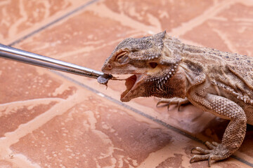 A bearded dragon (Pogona sp) eating cricket