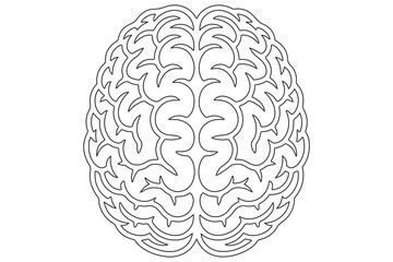 Detailed Line Drawing of a Human Brain
