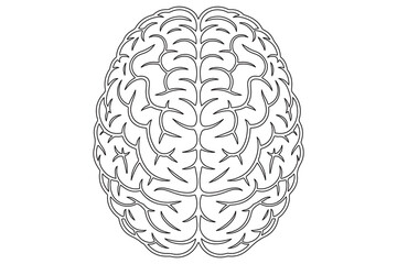 Detailed Line Drawing of a Human Brain
